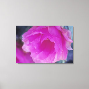 Roze egel Cactus blossom (Echinocereus) Canvas Afdruk