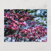 Roze elegante bloeiende Hondenboom Briefkaart (Voorkant)