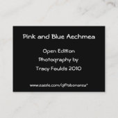 Roze en blauwe Aechmea ACEO Visitekaartje (Achterkant)