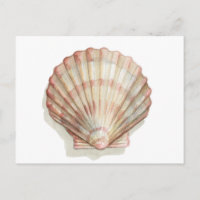 Roze en Cream Seashell