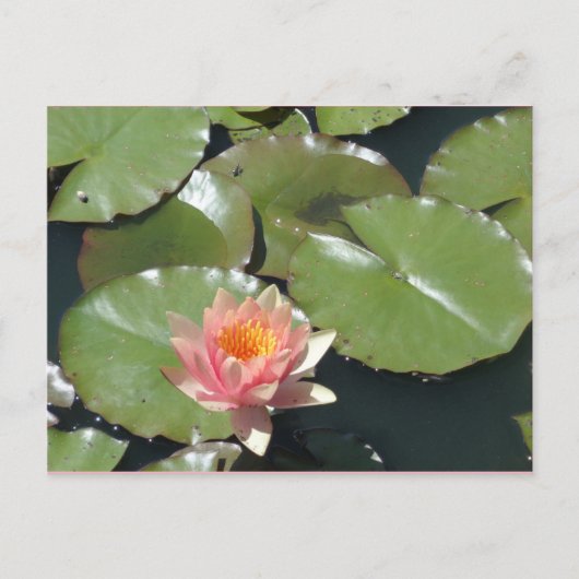 Roze en geel Briefkaart (Voorkant)