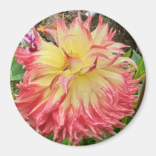 Roze en Geel Dahlia Magnet Magneet