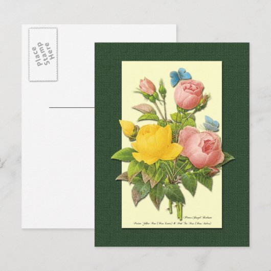 Roze en Gele Botanische Rozen Lege Postkaart (Voorkant / Achterkant)