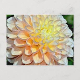 Roze en gele dahlia briefkaart