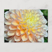 Roze en gele dahlia briefkaart (Voorkant)