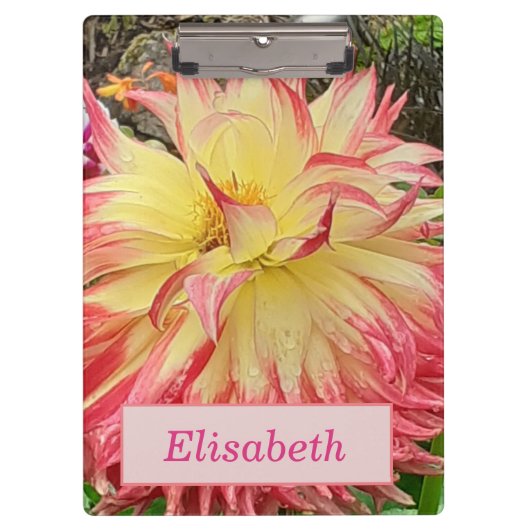 Roze en gele Dahlia Klembord (Voorkant)