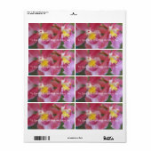 Roze en gele orchideeën etiket (Full Sheet)
