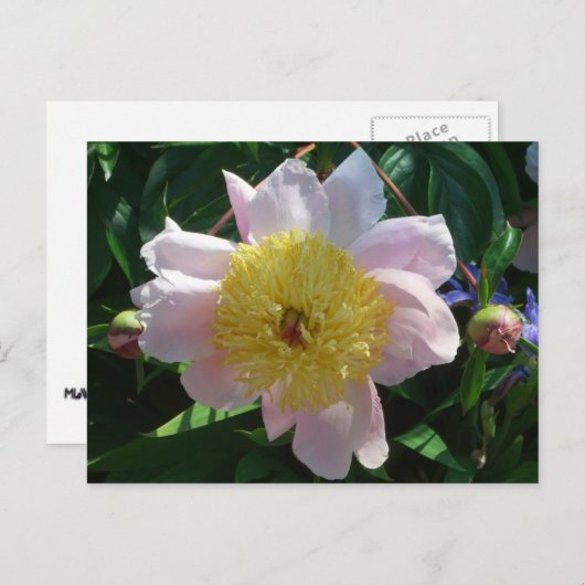 Roze en Gele Pioenen Mooie Bloemen Briefkaart (Voorkant / Achterkant)