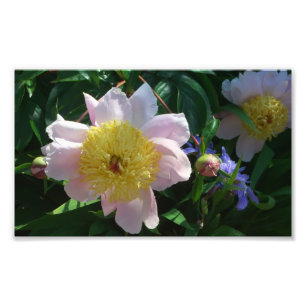 Roze en Gele Pioenen Mooie Bloemen Foto Afdruk