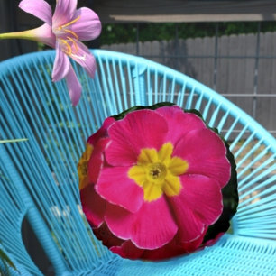 Roze en Gele Primroses Heldere Bloemen Botanisch Rond Kussen