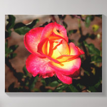 Roze en Gele Roos met een Lieveheersbeestje