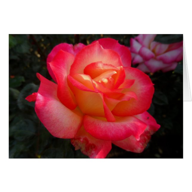 Roze en Gele Rose (Voorkant Horizontaal)