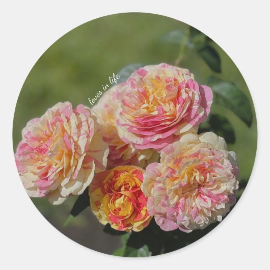 Roze en gele rozen ronde sticker (Voorkant)