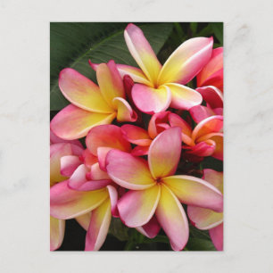 Roze en gele Tropische Plumeria Flowers Briefkaart