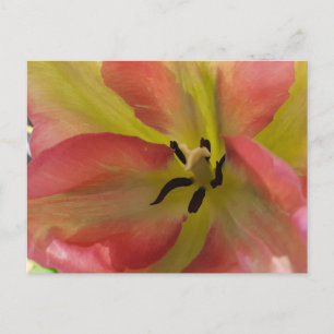 Roze en gele Tulip Briefkaart