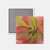 Roze en gele Tulp Magnet Magneet (Voorkant / Achterkant)