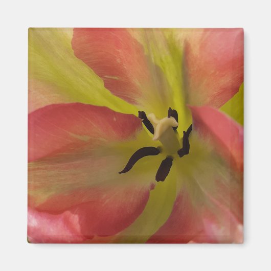 Roze en gele Tulp Magnet Magneet (Voorkant)