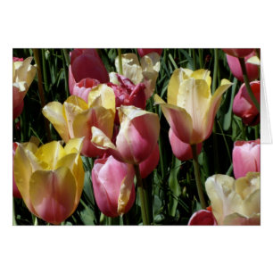 Roze en gele Tulpen
