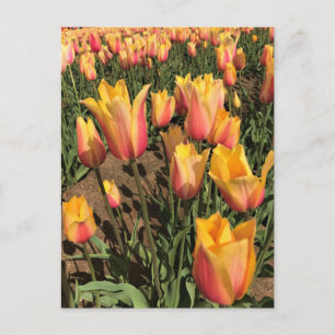 Roze en gele tulpen briefkaart