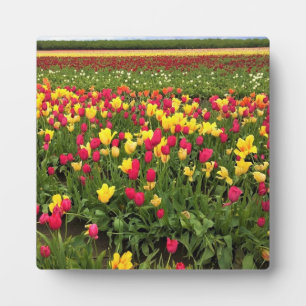 Roze en gele Tulpen, oregon Fotoplaat
