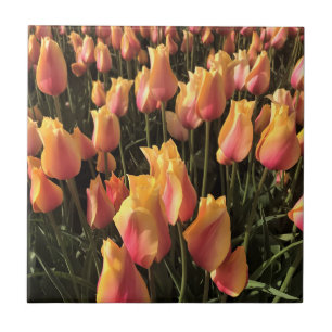  roze en gele tulpen tegeltje