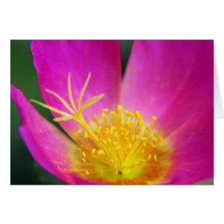 Roze en gele ventilator