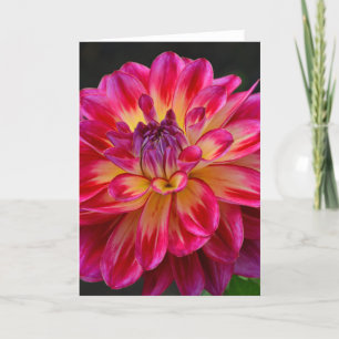 Roze en gele wenskaart van de bloem kaart