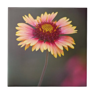 Roze en Gele Woestijnmadeliefje Tegeltje