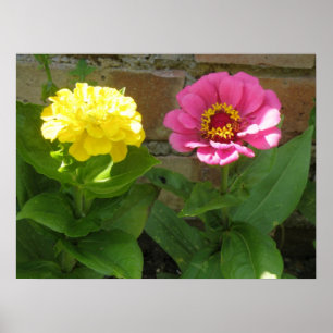 Roze en gele zink afdrukken poster
