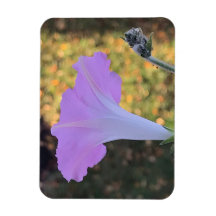 Roze en gouden glans Morning Glory