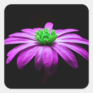 Roze en Groene Daisy Vierkante Sticker