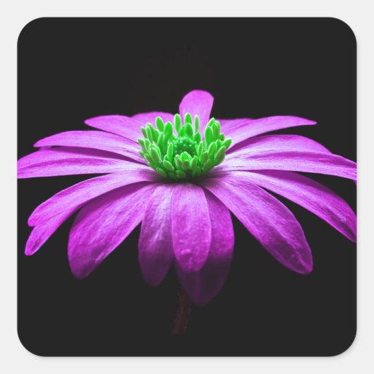 Roze en Groene Daisy Vierkante Sticker (Voorkant)