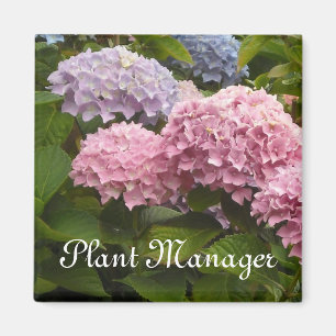 Roze en mauve hortensia's magneet