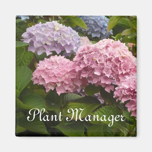 Roze en Mauve Hydrangeas Magneet (Voorkant)