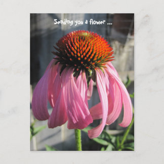 Roze en oranje Daisey Briefkaart