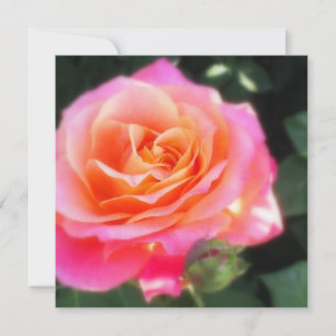 roze en Oranje Roos Macro Fotogroet