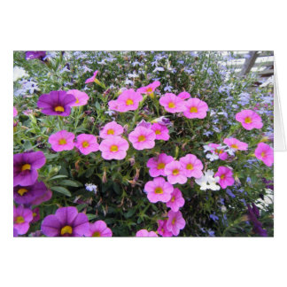 "Roze en Paars"