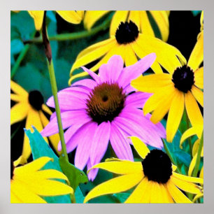 Roze en paarse Echinacea met gele bloemen Poster