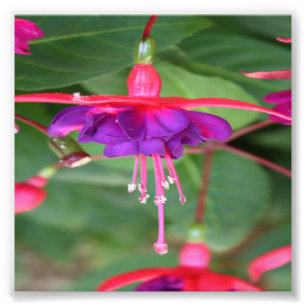 Roze en Paarse Fuschia Flowers Foto Afdruk