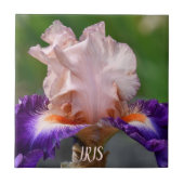 Roze en Paarse gekaarde iris Tegeltje (Voorkant)