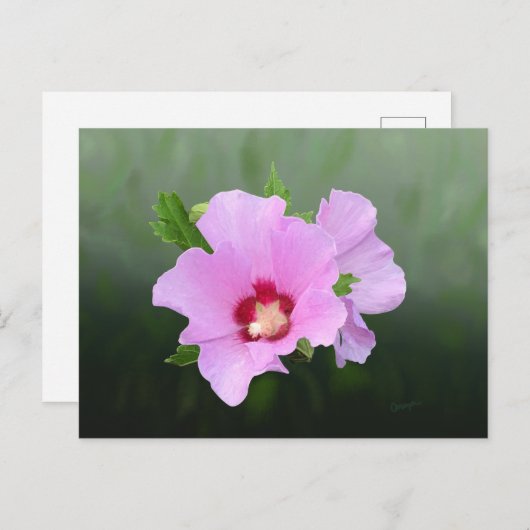 Roze en Paarse Hollyhock Flowers Briefkaart (Voorkant / Achterkant)