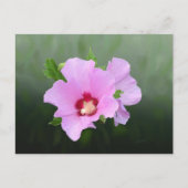 Roze en Paarse Hollyhock Flowers Briefkaart (Voorkant)