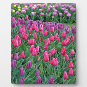 Roze en paarse tulpen lentuin fotoplaat