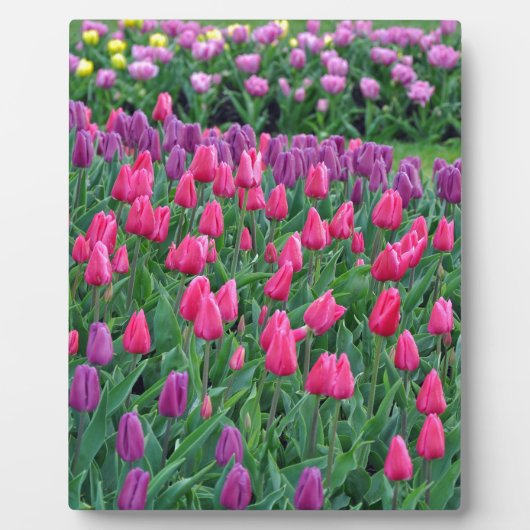 Roze en paarse tulpen lentuin fotoplaat (Voorkant)