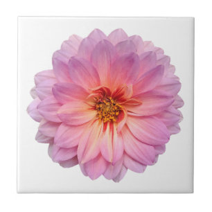 Roze en Paarse Zinnia Flower White Tegeltje