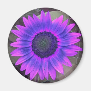 Roze en paarse zonnebloem magneet