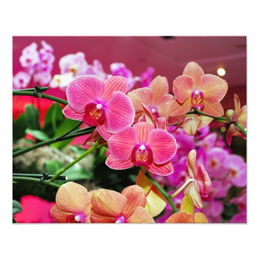 Roze en perzik orchideeën foto print foto afdruk (Voorkant)