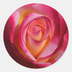 Roze en Rode Roos met Gele Hoogtepunten Ronde Sticker