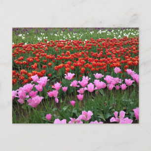 Roze en rood Tulp Field, Oregon Briefkaart