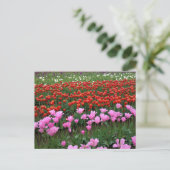 Roze en rood Tulp Field, Oregon Briefkaart (Staand voorkant)